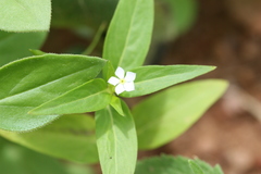 Catharanthus pusillus